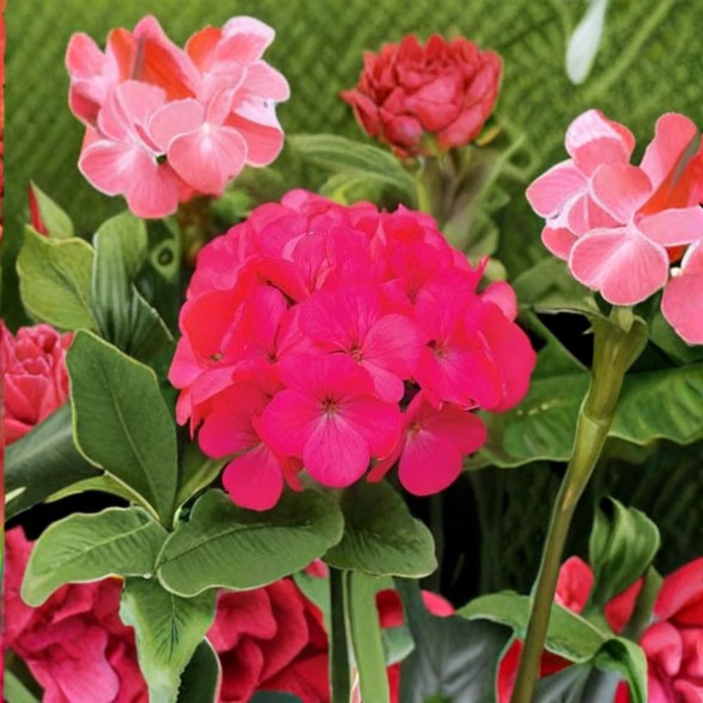 Geranium Maverick Rose Seeds – Pelargonium, Pastel Rose Blooms, Compact, Easy to Grow, Garden & Pot Friendly, Pelargonium x hortorum