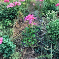 Rare Pink Pelargonium Geranium Cutting – 6 Inch Live Plant with Salmon Pink Spiky Blooms, Hardy Flowering Plant for Patio & Garden
