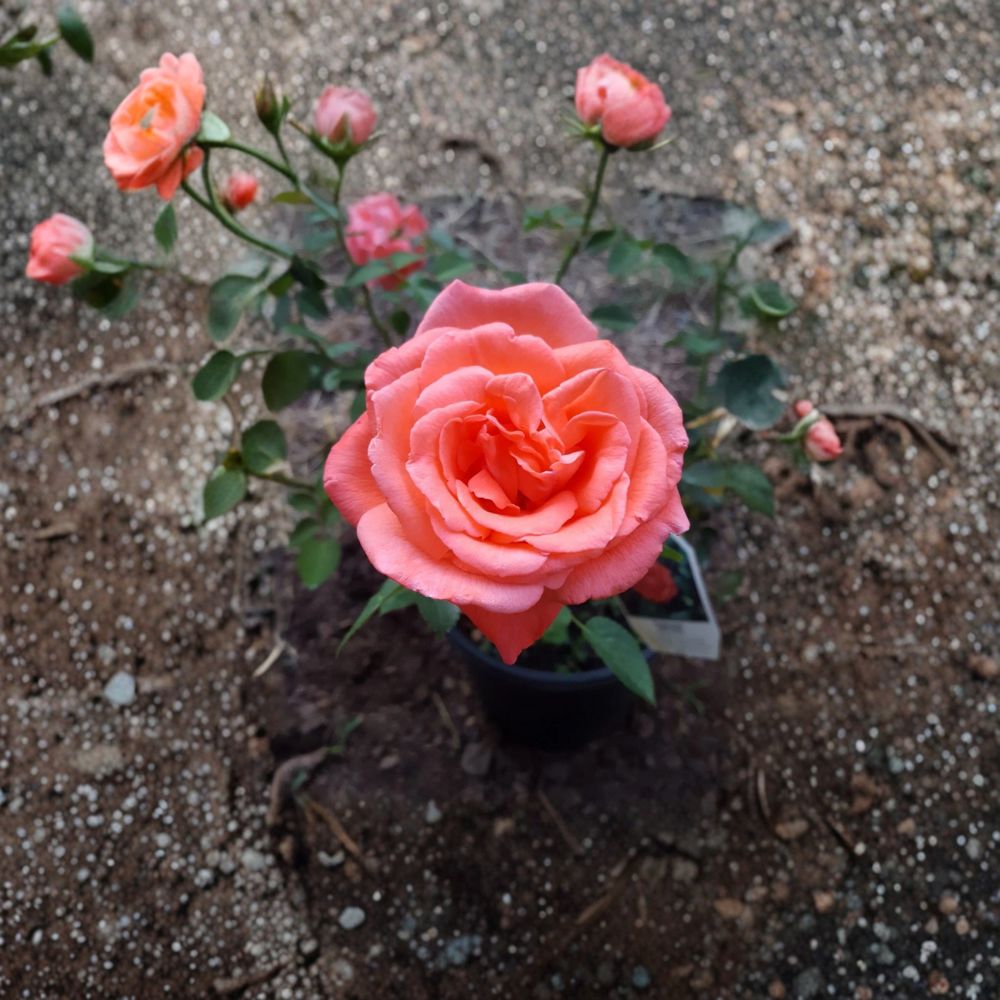 Tropicana Hybrid Tea Rose Plant | 2 Gallon Orange Fragrant Rose Bush | Rosa 'Tropicana' Garden Flower