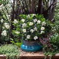 Live Gardenia Plant – Jubilation Gardenia jasminoides in 2.5 Qt Pot, Fragrant White Blooms, Evergreen Shrub for Patio & Garden
