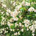 Sweet Mock Orange Plant Bare Root | 12-24 Inch Philadelphus coronarius Fragrant White Flowers