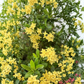 Rare Yellow Ixora Coccinea Seeds – Tropical Flowering Shrub for Patio & Indoor Growing, Jungle Geranium, Bright Yellow Clusters
