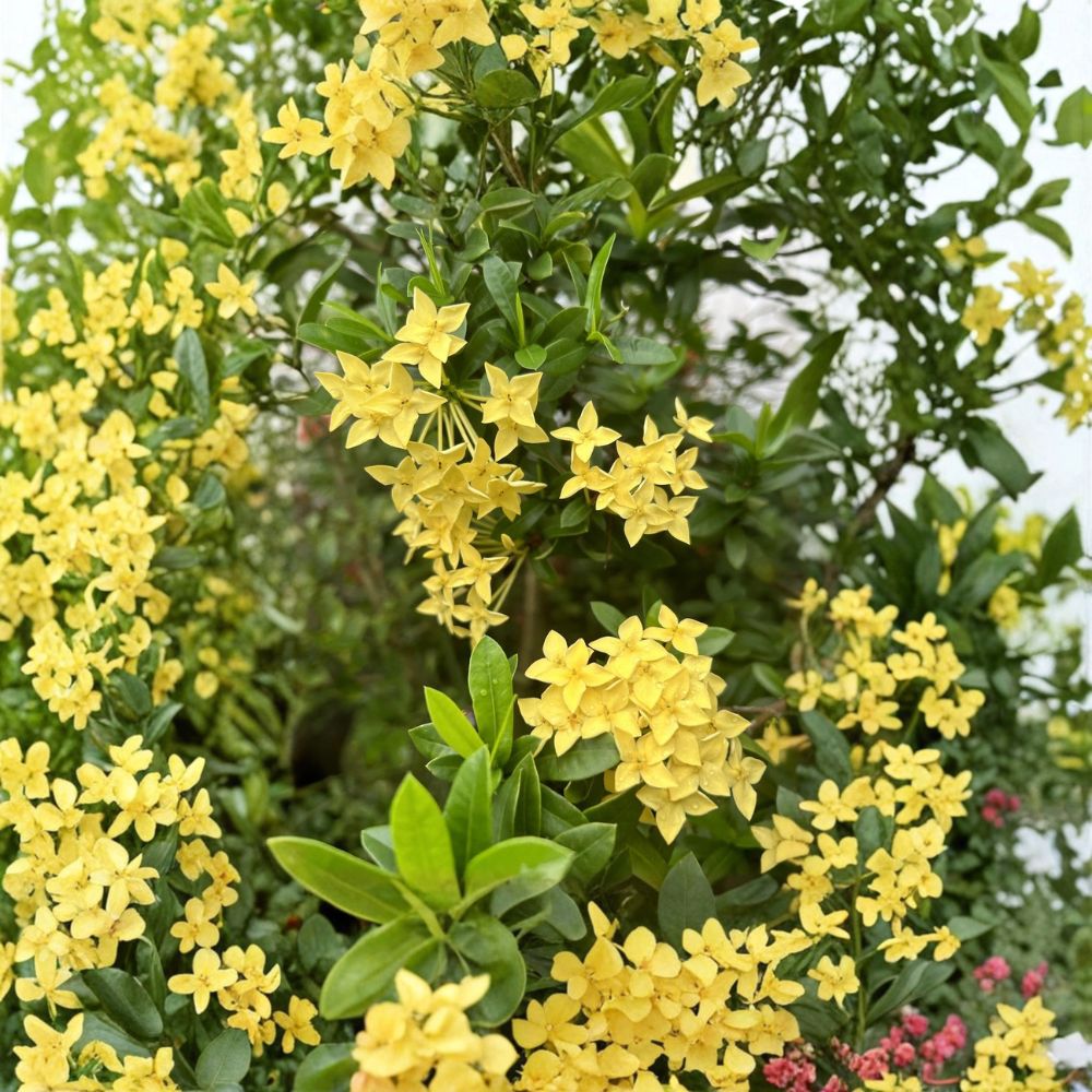 Rare Yellow Ixora Coccinea Seeds – Tropical Flowering Shrub for Patio & Indoor Growing, Jungle Geranium, Bright Yellow Clusters
