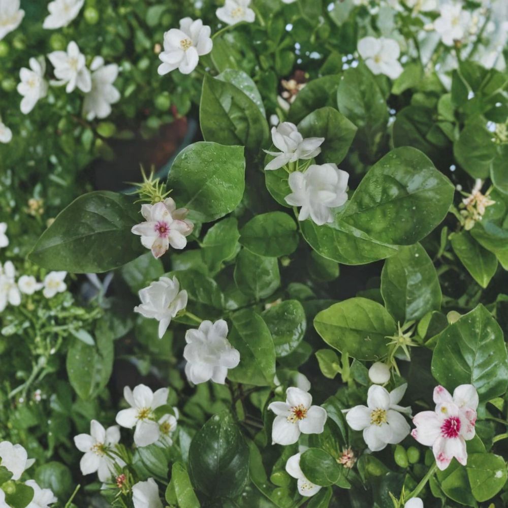 Jasmine Flower Seeds 12 Pack | Fragrant Blooming Plant | Indoor & Outdoor Garden Flowers | Jasminum spp.