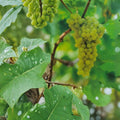 Lakemont Seedless White Grape Vine – Vitis vinifera, Self-Fertile, 3 Gallon Plant, Sweet Seedless Grapes, Easy to Grow