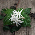 Jasmine Plant 6-Inch Pot Jasminum sambac Fragrant White Blooms Indoor Outdoor Night Blooming Vine