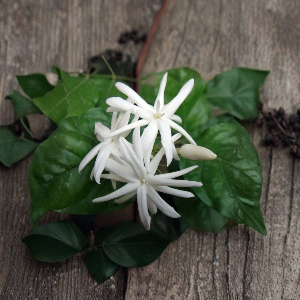 Jasmine Plant 6-Inch Pot Jasminum sambac Fragrant White Blooms Indoor Outdoor Night Blooming Vine