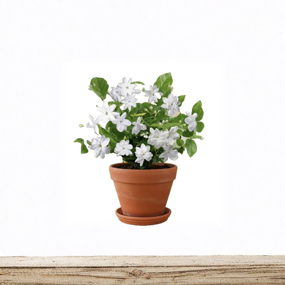 Maid of Orleans Arabian Jasmine Live Plant | Rooted Starter in Pot | Fragrant White Flowers | Jasminum sambac Indoor & Patio