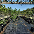 Garden State Nectarine Tree – Live Fruit Tree, 4–6 Feet Tall, Self-Fertile, White Flesh, Prunus persica var. nucipersica