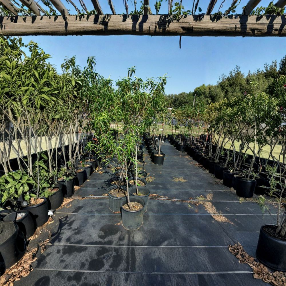 Garden State Nectarine Tree – Live Fruit Tree, 4–6 Feet Tall, Self-Fertile, White Flesh, Prunus persica var. nucipersica