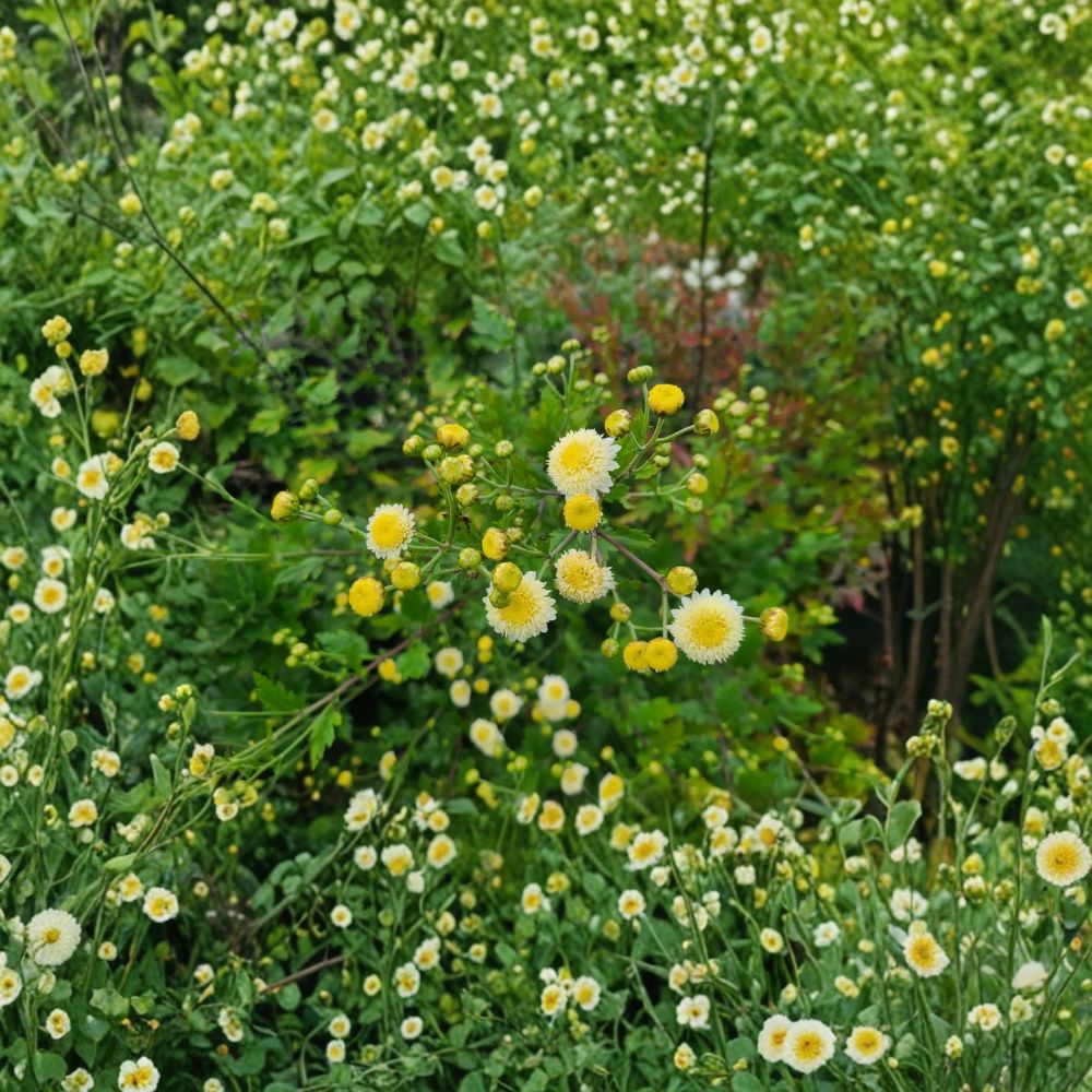 Chrysanthemum ‘Gong Ju’ Unrooted Cuttings – Chinese Tea Flower, Herbal Tea Chrysanthemum, Perennial Plant, Propagation Material