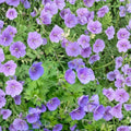Gravetye Geranium Seeds – 25+ Premium Flower Seeds for Vibrant Perennial Garden Plants, Indoor & Outdoor Pelargonium spp.