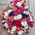 Bravo Mix Petunia Seeds – 50 Pelleted Seeds, Compact Mounding Growth, Bright Flower Colors, Petunia hybrida, Container-Friendly