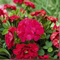 Geranium Seeds Pinto Premium Lavender Rose Multicolored Blooms for Garden & Container Planting, Pelargonium