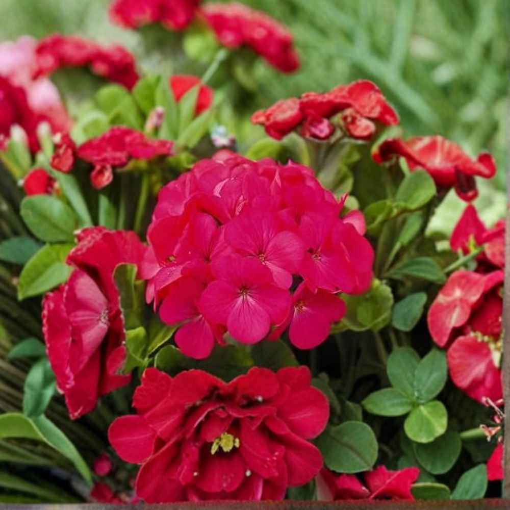 Geranium Seeds Pinto Premium Lavender Rose Multicolored Blooms for Garden & Container Planting, Pelargonium