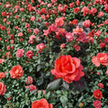 Ring of Fire Hybrid Tea Rose – 5 Gallon Live Plant with Multi-Color Blooms, Rosa Hybrid Tea, Garden Rose, Deciduous Flowering Shrub