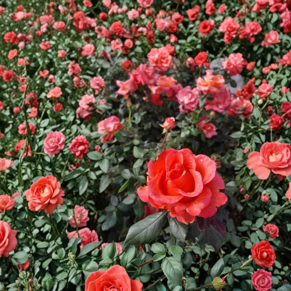Ring of Fire Hybrid Tea Rose – 5 Gallon Live Plant with Multi-Color Blooms, Rosa Hybrid Tea, Garden Rose, Deciduous Flowering Shrub