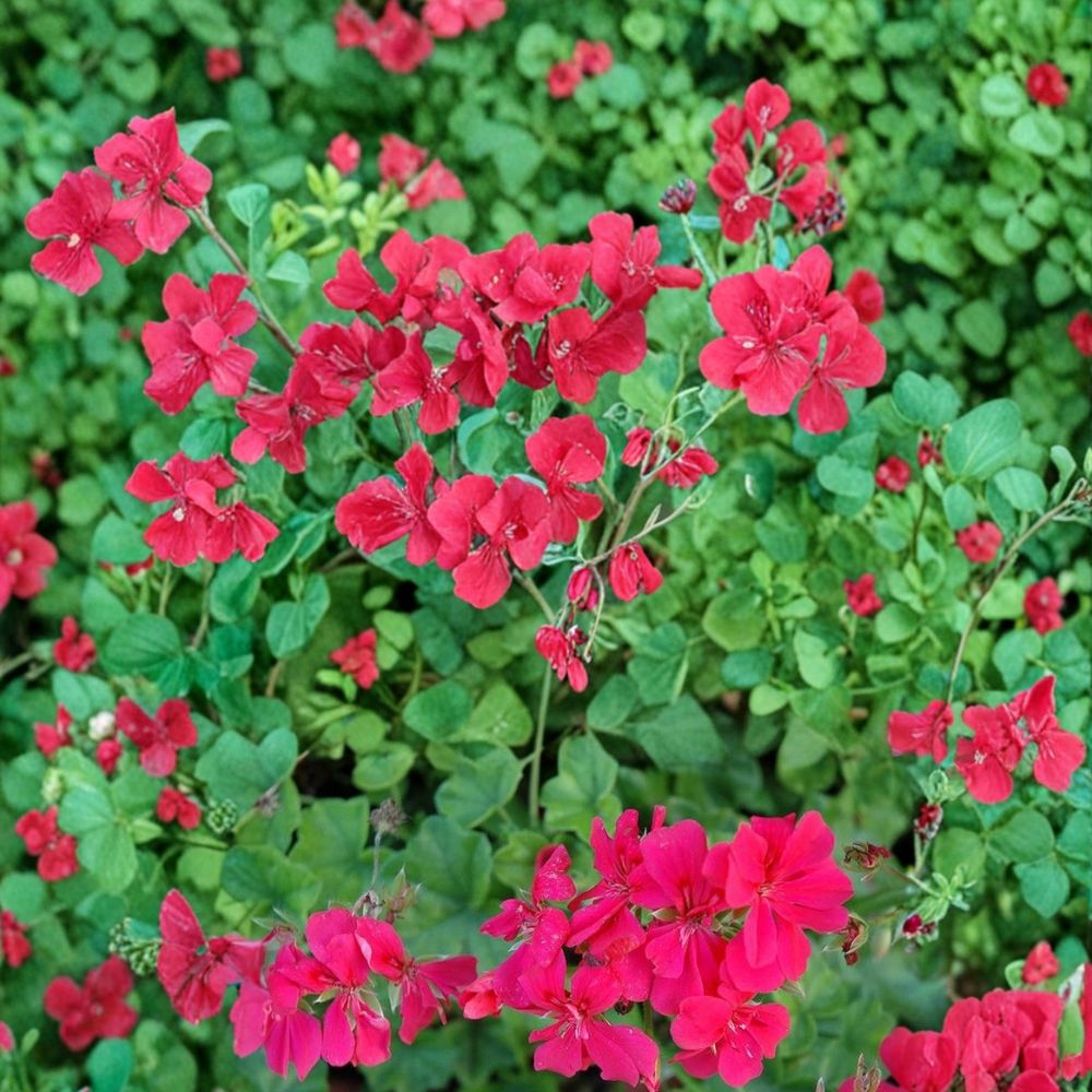Precision Dark Salmon Ivy Leaf Geranium Seeds – Pelargonium peltatum for Hanging Baskets & Garden, 25+ Premium Seeds