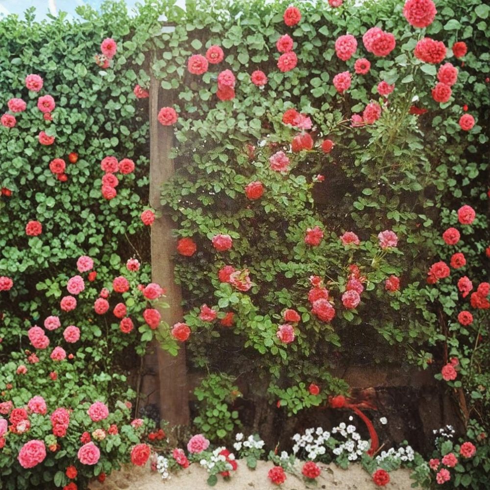 Climbing Rose Plant 5 Gallon Salmon Pink Blooms Rosa hybrid America Vine Garden Flower