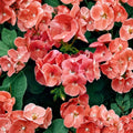 Ringo Salmon Geranium Seeds – Pelargonium x hortorum – Early Blooming Salmon Flowers for Patio & Garden Beds