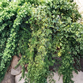 Organic Variegated Ivy Cuttings – Live Hedera Helix, Indoor Outdoor Houseplant, Ground Cover, Air Purifier, Easy Rooting, 6 Inches