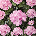 Geranium Seeds – Pinto Premium Lavender Pelargonium – Pastel Lavender Blooms – Easy to Grow Garden Variety – 1,000 Seeds