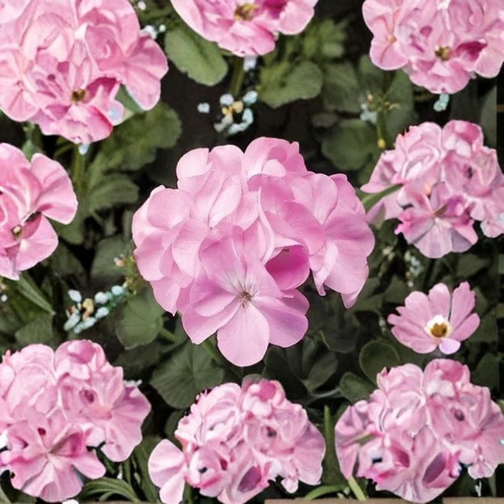 Geranium Seeds – Pinto Premium Lavender Pelargonium – Pastel Lavender Blooms – Easy to Grow Garden Variety – 1,000 Seeds