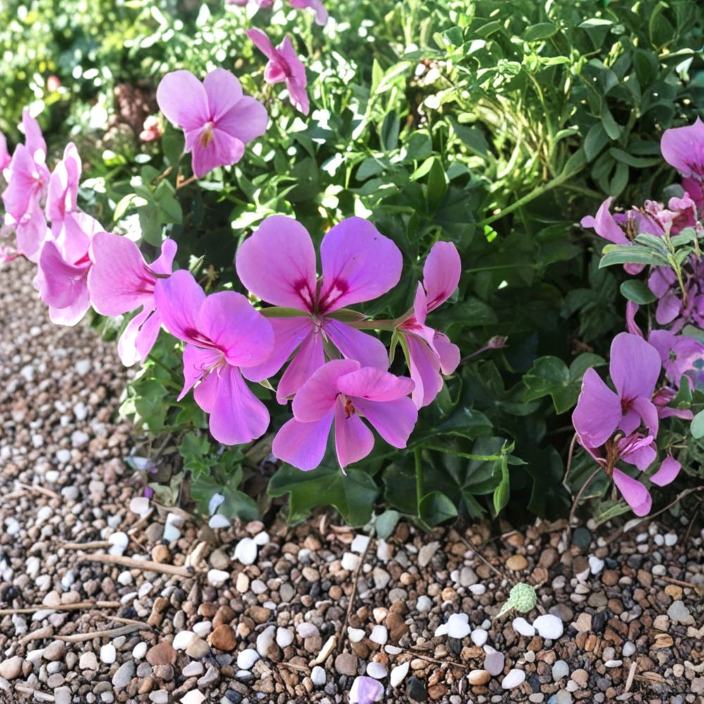 Lavender Ivy Geranium Cuttings – 8 Fresh Pelargonium peltatum Trailing Flowering Plant for Indoor & Outdoor Gardening