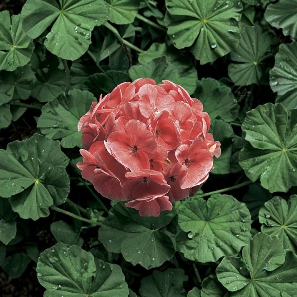 Ringo 2000 Light Salmon Geranium Seeds – 15 Zonal Pelargonium × hortorum for Patio & Container Gardening