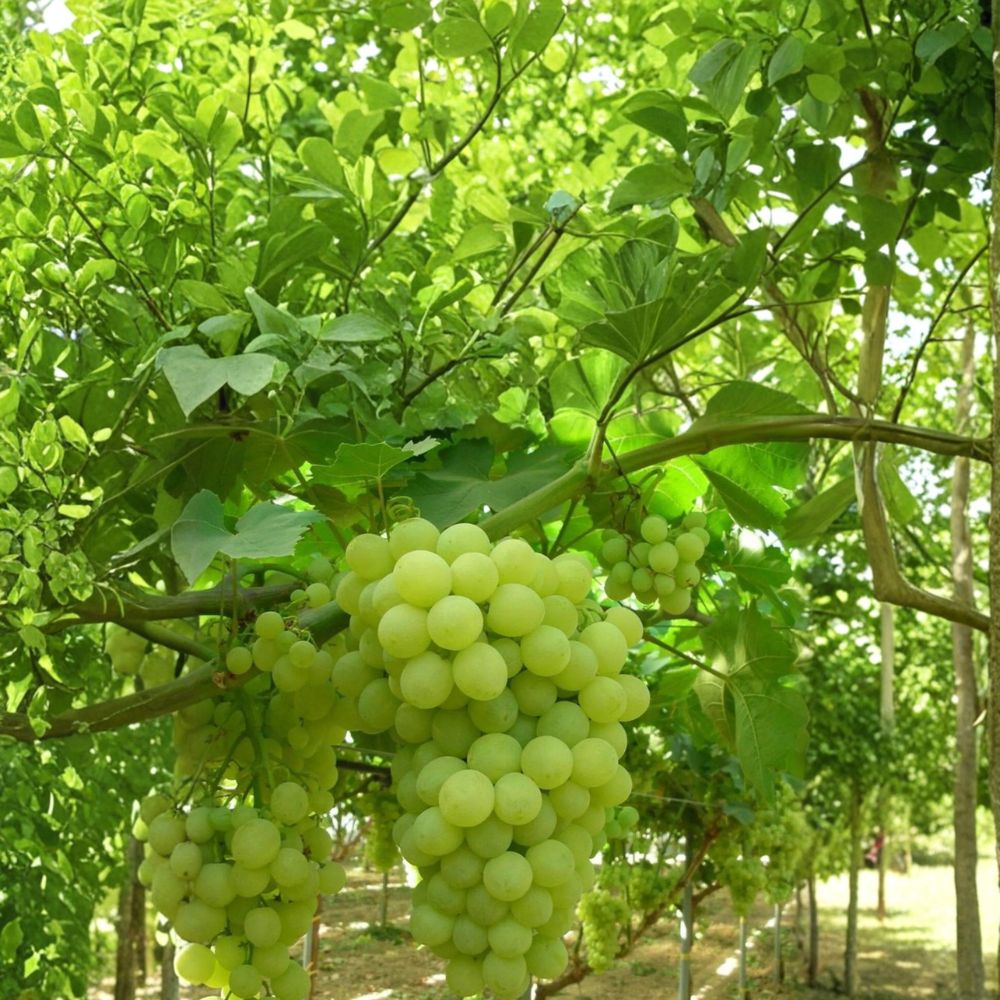 Thompson Seedless Grape Cuttings – Vitis vinifera Live Unrooted Cuttings, Green Seedless Grapes for DIY Propagation, Home Vineyard