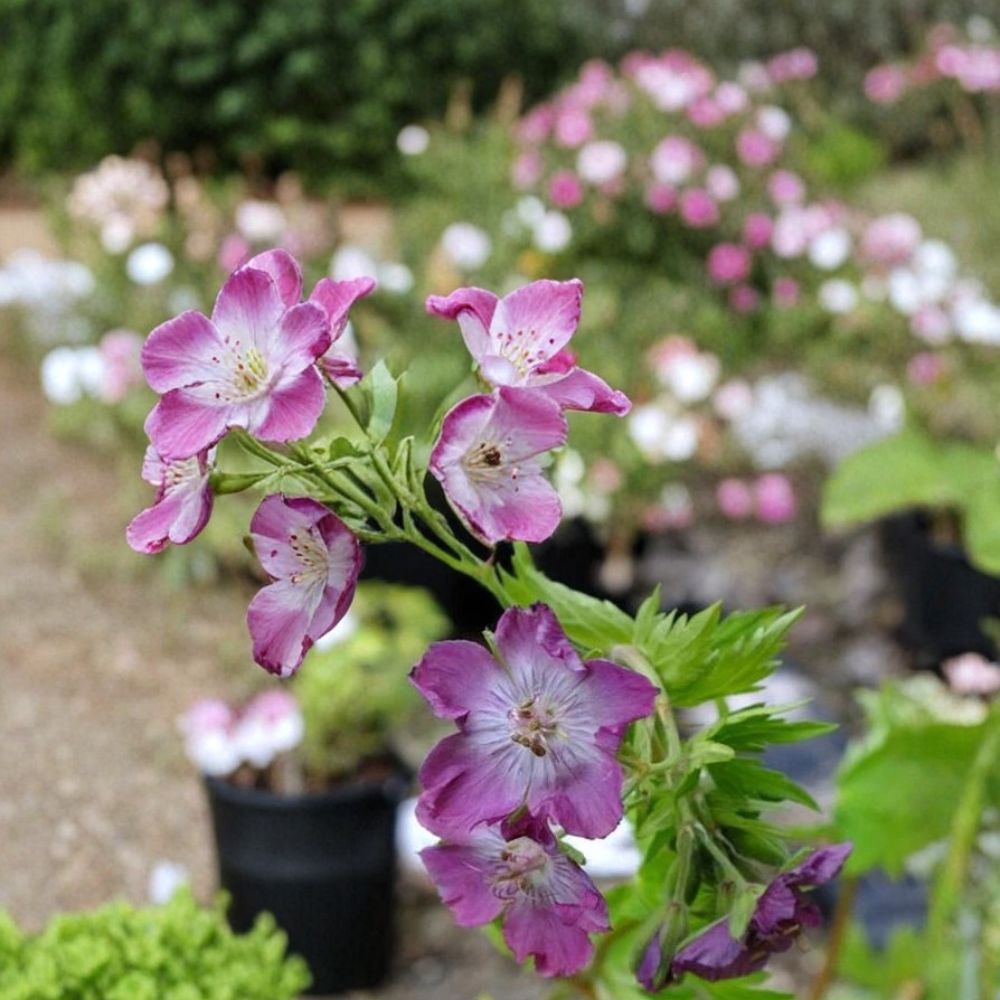 Mottisfont Rose Geranium Seeds – 25+ Pelargonium Flower Seeds for Garden, Pots & Baskets, Rose Pink Blooms, Easy-Care, Perennial/Annual