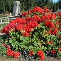 Red Geranium Cuttings – 6 Fresh Pelargonium x hortorum for Gardens & Containers
