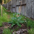 Russian Comfrey Live Root Cutting – Bocking 14 Symphytum uplandicum Organic Fertilizer Plant
