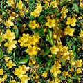 Carolina Jasmine Seeds – 300+ Pack Gelsemium sempervirens Yellow Jessamine Fragrant Climbing Vine for Privacy Screen