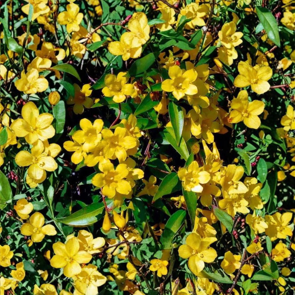 Carolina Jasmine Seeds – 300+ Pack Gelsemium sempervirens Yellow Jessamine Fragrant Climbing Vine for Privacy Screen