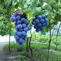 Kyoho Grape Cuttings – Vitis vinifera Live Propagation Set of 6 Japanese Giant Sweet Grape Vines