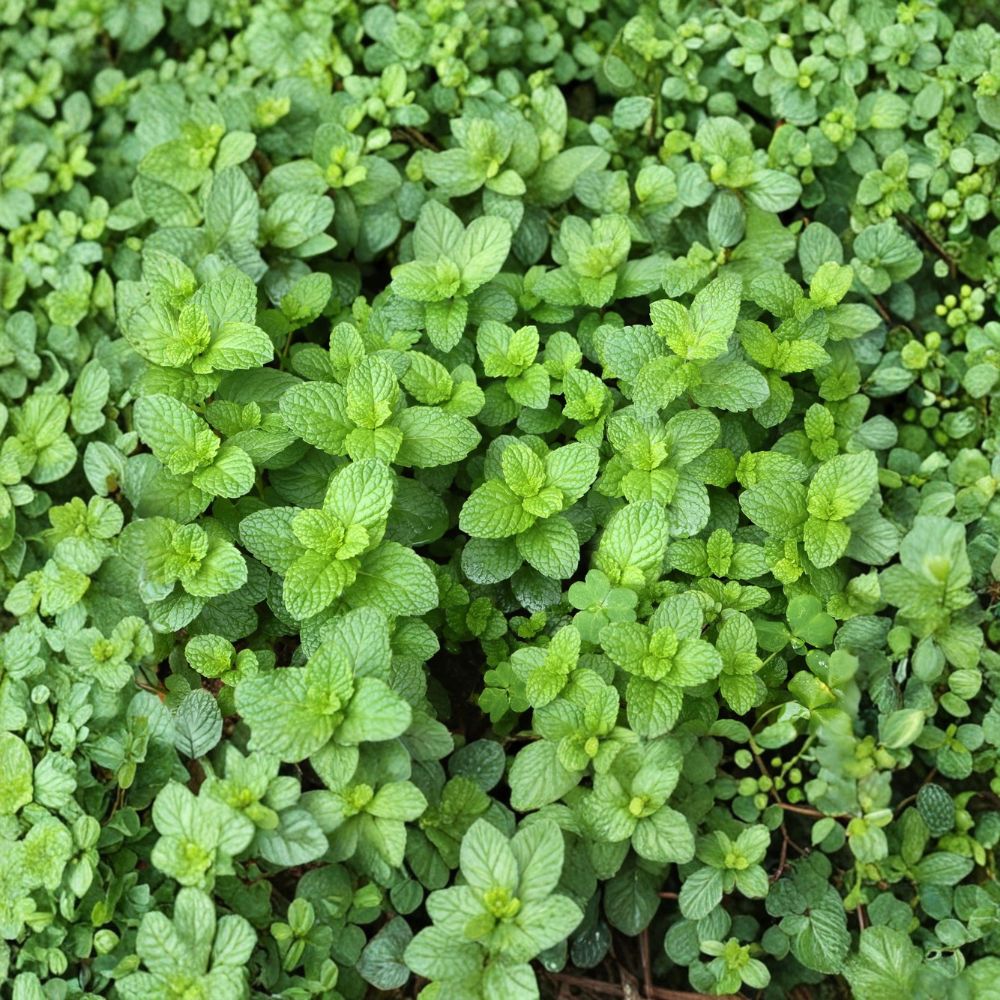 Spearmint Mint Cuttings – Organic Unrooted Mentha spicata Herb Starter for Culinary, Tea & Herb Gardens