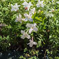 Jasmine Officinale Vine – Live Plant in Quart Pot, Cold Hardy Fragrant Climbing Jasmine, Easy to Grow Trellis Vine