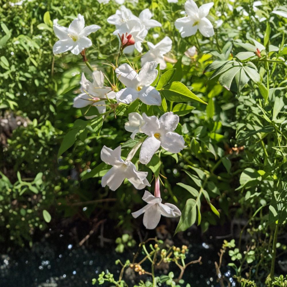 Jasmine Officinale Vine – Live Plant in Quart Pot, Cold Hardy Fragrant Climbing Jasmine, Easy to Grow Trellis Vine