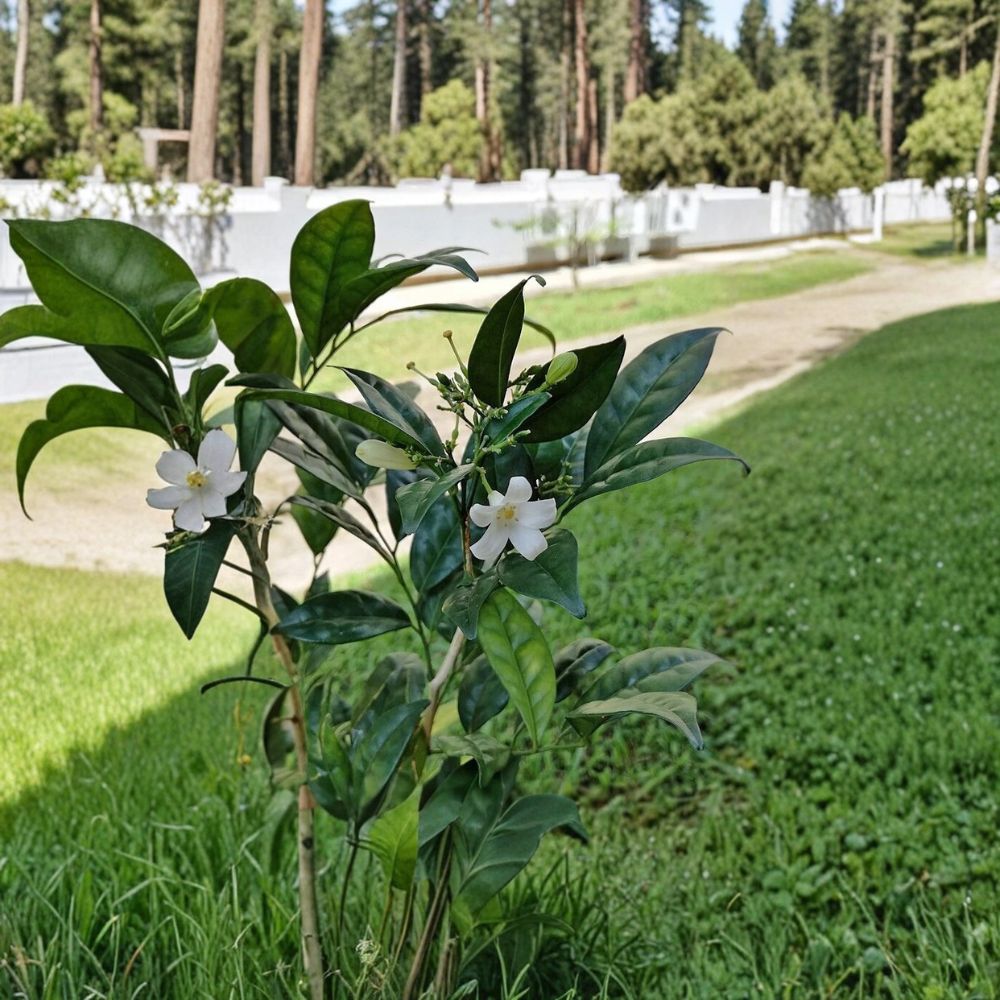 Dwarf Orange Jasmine Seeds – Murraya paniculata Short Variety, Fragrant Evergreen Shrub, Indoor Outdoor Plant, 5 Pack