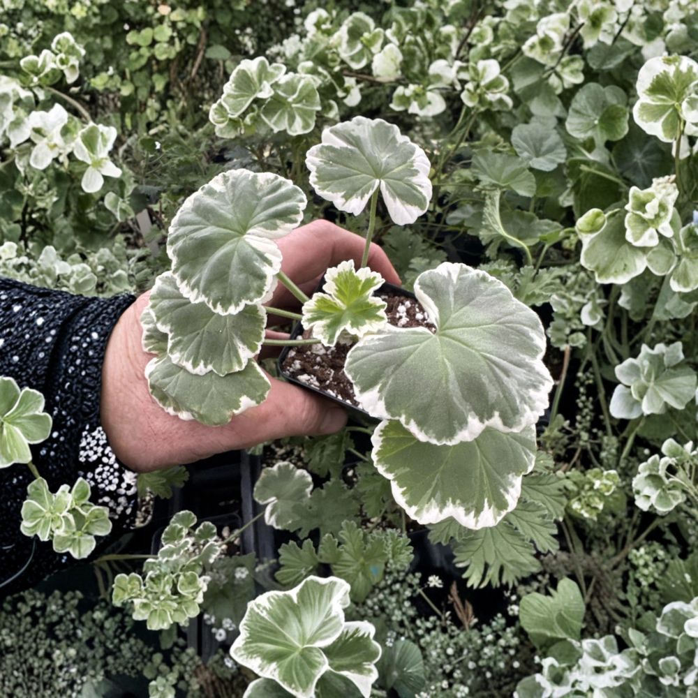 Pelargonium Wilhelm Langguth Live Plant – Variegated Foliage & Red Double Flowers – Patio & Container Geranium (Pelargonium)