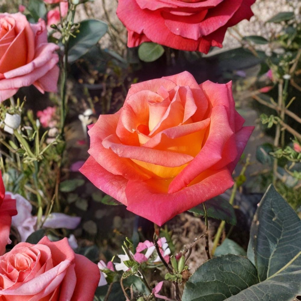 Mikado Hybrid Tea Rose Plant – Scarlet Yellow Bi-Color Blooms – 2 Gallon Live Bush Rosa Hybrid Tea