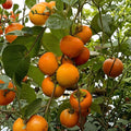 Giant Fuyu Persimmon Tree Live Plant | Non-Astringent Japanese Diospyros kaki | Large Sweet Fruit Tree for Garden or Orchard