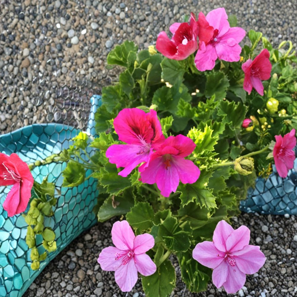 Geranium Cuttings – Martha Washington Pelargonium Starter Plants for Rooting, Colorful Indoor & Outdoor Flowers