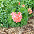 Salmon Pink Ivy Geranium Cuttings – Pelargonium peltatum Live Plant, Trailing Flowering Plant, Unrooted 6 Inch Clippings