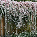 Confederate Jasmine Seeds – 20 Count, White Fragrant Climbing Vine, Trachelospermum jasminoides, Exotic Garden Plant