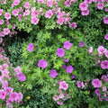 Organic Wild Geranium Bare Roots – 10 Cranesbill Maculatum Native Perennial Shade Flowers Purple Woodland Geranium