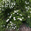 Gardenia jasminoides seeds | 50 Pack | Fragrant White Blooms | Indoor & Outdoor Planting | Cape Jasmine Seeds