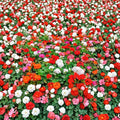 Mixed Color Geranium Seeds – 10 Pelargonium Zonale F2 Seeds for Garden & Patio, Pink, Purple, White, Red, Salmon Flowers