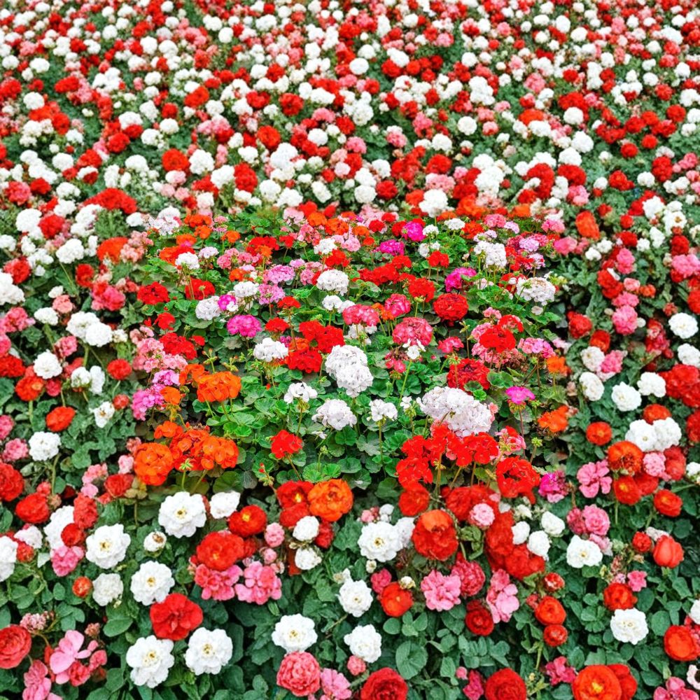 Mixed Color Geranium Seeds – 10 Pelargonium Zonale F2 Seeds for Garden & Patio, Pink, Purple, White, Red, Salmon Flowers